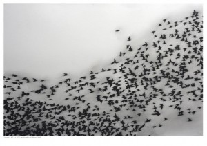 swarm-drawing-1
