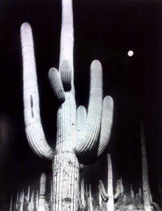 Robert Werling